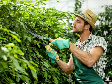 A man with a focused expression is trimming a lush green hedge in a well-maintained garden, using long-handled pruning shears. He is wearing a straw sun hat, a checked shirt, a gardening apron, and green gloves, standing on a grass lawn bordered by a neat flower bed. The garden features a variety of mature shrubs and trees, with some visible in the background, and the hedge he is shaping appears dense with vibrant foliage. Sunlight filters through the trees, illuminating the scene under partly cloudy skies, creating a natural and inviting outdoor environment. The garden's layout includes a paved pathway adjacent to the grass lawn, indicating a maintained and landscaped yard typical of a domestic outdoor space in Sutton. This detailed view supports the importance of professional gardening services offered by Gardening Services Sutton, including hedge trimming and general garden maintenance, ensuring a tidy and visually appealing garden landscape.